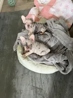 Merle French Bulldog males 2 , a male French Bulldog for sale in Montebello, CA – Photo 10 of 10