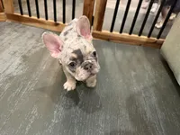 Merle French Bulldog males 2 , a male French Bulldog for sale in Montebello, CA – Photo 6 of 10