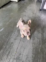 Merle French Bulldog males 2 , a male French Bulldog for sale in Montebello, CA – Photo 9 of 10