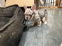 Merle French Bulldog males 2 , a male French Bulldog for sale in Montebello, CA – Photo 8 of 10