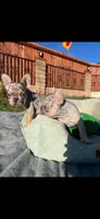 Merle French Bulldog males 2 , a male French Bulldog for sale in Montebello, CA – Photo 5 of 10