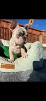 Merle French Bulldog males 2 , a male French Bulldog for sale in Montebello, CA – Photo 4 of 10