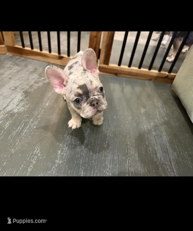 Merle French Bulldog males 2  – French Bulldog puppy for sale in Montebello, CA