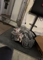 Merle French Bulldog males 2 , a male French Bulldog for sale in Montebello, CA – Photo 2 of 10