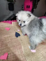 Grumpy, a male Pomeranian for sale in Commerce City, CO – Photo 6 of 8