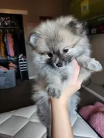 Grumpy, a male Pomeranian for sale in Commerce City, CO – Photo 8 of 8