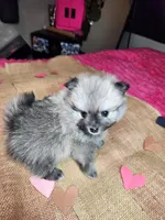 Grumpy, a male Pomeranian for sale in Commerce City, CO – Photo 3 of 8