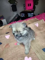 Grumpy, a male Pomeranian for sale in Commerce City, CO – Photo 1 of 8