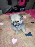 Grumpy, a male Pomeranian for sale in Commerce City, CO – Photo 5 of 8