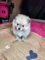 Grumpy, a male Pomeranian for sale in Commerce City, CO – Photo 2 of 8