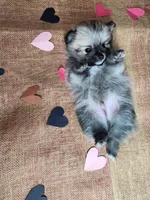 Grumpy, a male Pomeranian for sale in Commerce City, CO – Photo 7 of 8