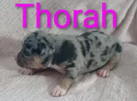 Thora, a female American Bully for sale in Palm Coast, FL – 2 of 2