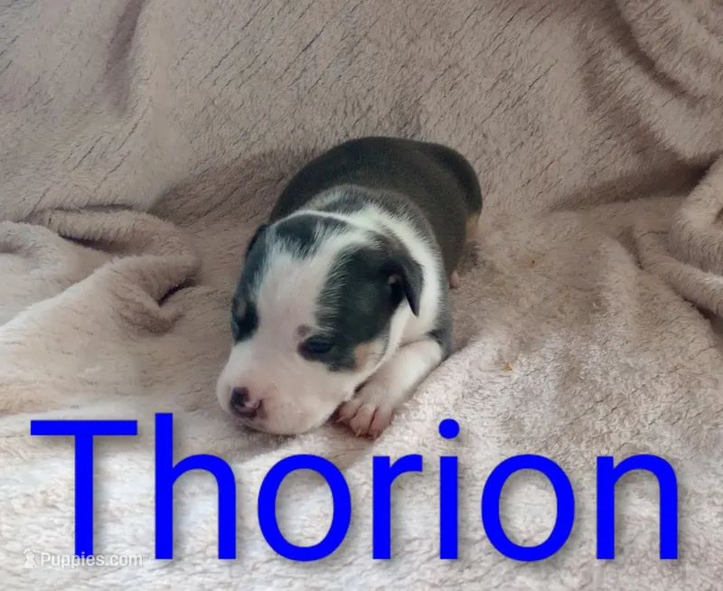 Thorion – American Bully puppy for sale in Palm Coast, FL