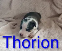 Thorion, a male American Bully for sale in Palm Coast, FL – 1 of 2