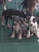 Lagertha, a female American Bully for sale in Palm Coast, FL – 3 of 4