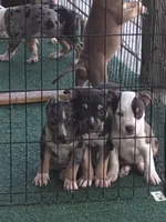 Loki, a male American Bully for sale in Palm Coast, FL – 3 of 4