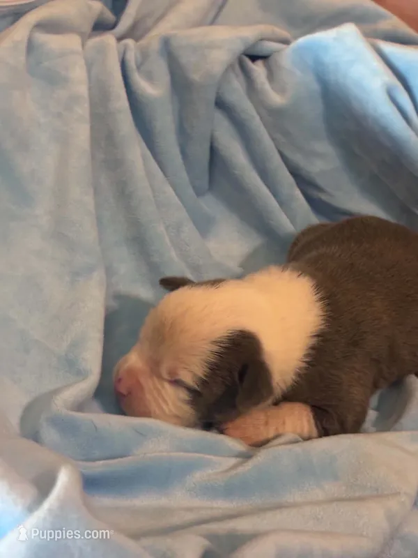Loki – American Bully puppy for sale in Palm Coast, FL