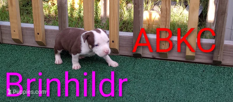 Brinhildr – American Bully puppy for sale in Palm Coast, FL
