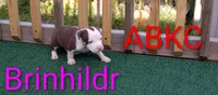 Brinhildr, a male American Bully for sale in Palm Coast, FL – 1 of 2