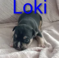 Loki, a male American Bully for sale in Palm Coast, FL – 1 of 2