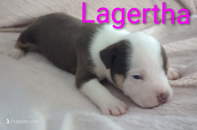 Lagertha – American Bully puppy for sale in Palm Coast, FL