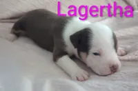 Lagertha, a female American Bully for sale in Palm Coast, FL – 1 of 2