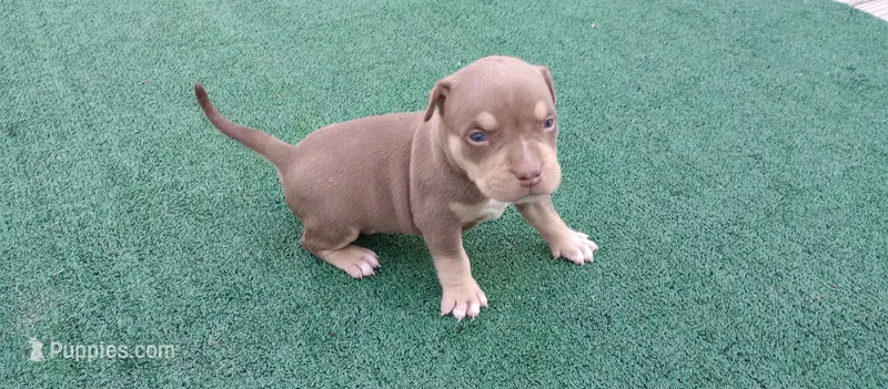 Askr – American Bully puppy for sale in Palm Coast, FL