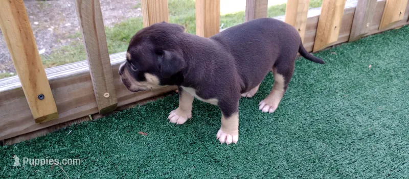 Loki – American Bully puppy for sale in Palm Coast, FL