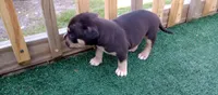 Loki, a male American Bully for sale in Palm Coast, FL – 1 of 4