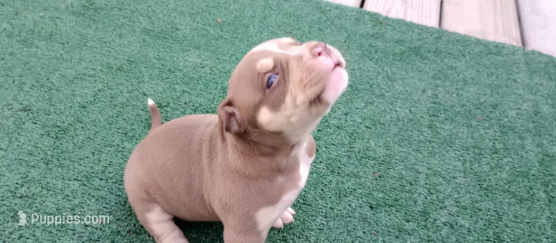 Embla – American Bully puppy for sale in Palm Coast, FL