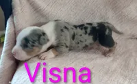 Visna, a male American Bully for sale in Palm Coast, FL – 2 of 2