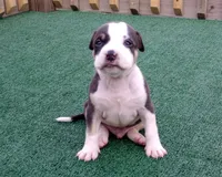 Thorion, a male American Bully for sale in Palm Coast, FL – 2 of 2
