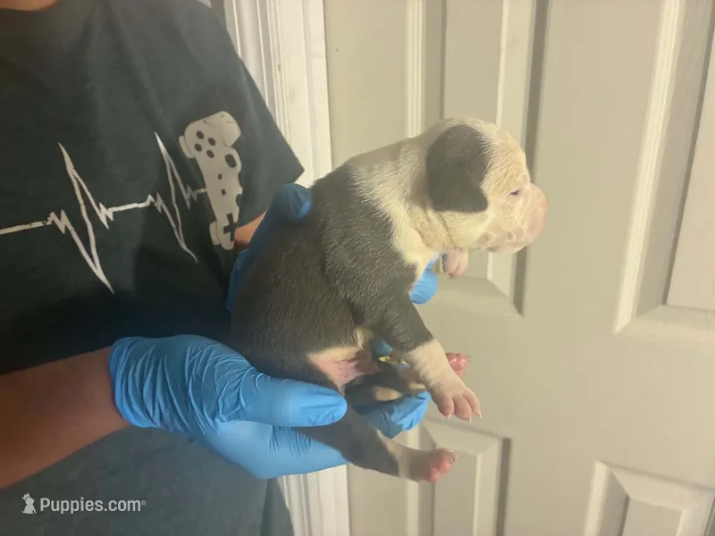 Loki – American Bully puppy for sale in Hastings, FL