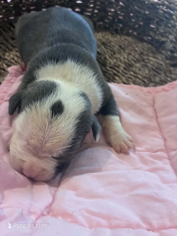 Freya  – American Bully puppy for sale in Palm Coast, FL