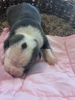 Freya , a female American Bully for sale in Palm Coast, FL – 1 of 1