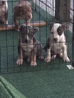 Lagertha, a female American Bully for sale in Palm Coast, FL – 4 of 4