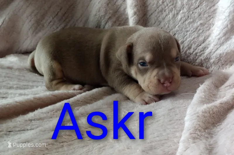 Askr – American Bully puppy for sale in Palm Coast, FL