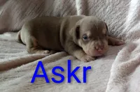 Askr, a male American Bully for sale in Palm Coast, FL – 1 of 2