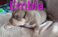 Embla, a female American Bully for sale in Palm Coast, FL – 2 of 2