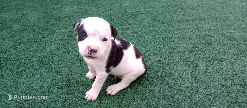 DAC  – American Bully puppy for sale in Palm Coast, FL