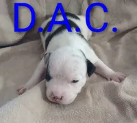 DAC , a male American Bully for sale in Palm Coast, FL – 2 of 2