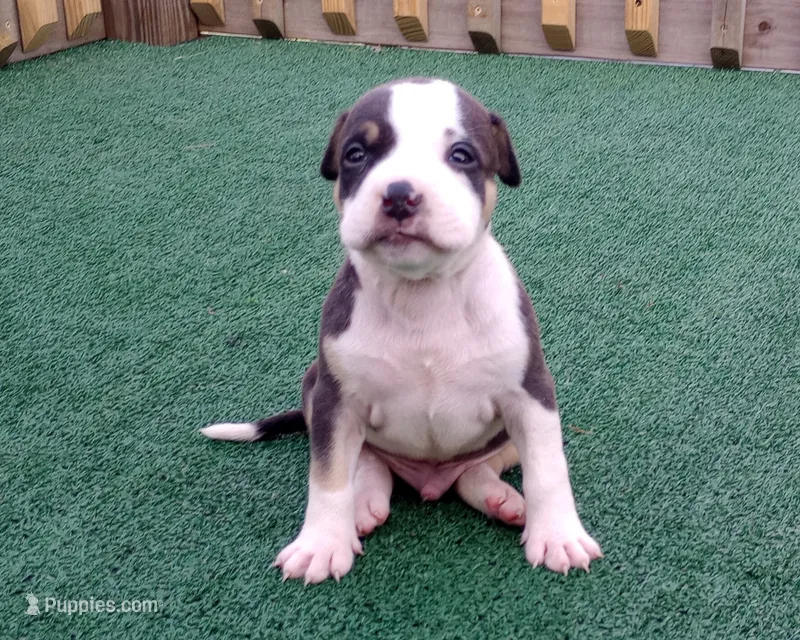 Thorion – American Bully puppy for sale in Palm Coast, FL