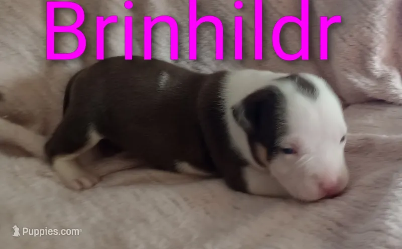 Brinhildr – American Bully puppy for sale in Palm Coast, FL