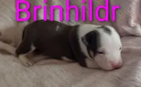 Brinhildr, a male American Bully for sale in Palm Coast, FL – 1 of 2