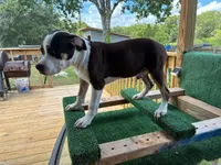 Thorion, a male American Bully for sale in Hastings, FL – 2 of 2