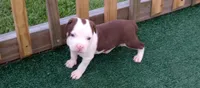Brinhildr, a male American Bully for sale in Palm Coast, FL – 2 of 2