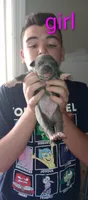 Blue baby, a female American Bully and American Pit Bull Terrier for sale in Palm Coast, FL – 2 of 2