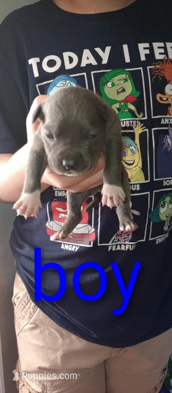 Blue baby – American Bully, American Pit Bull Terrier puppy for sale in Palm Coast, FL