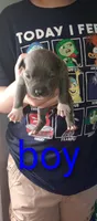 Blue baby, a female American Bully and American Pit Bull Terrier for sale in Palm Coast, FL – 1 of 2