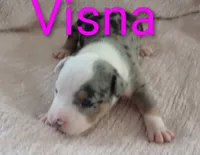 Visna, a male American Bully for sale in Palm Coast, FL – 1 of 2